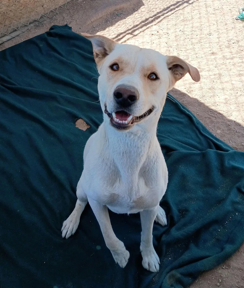 Koawell Trained; Great Pal