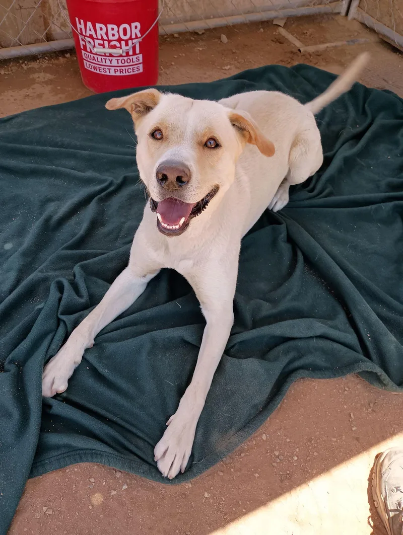 Koawell Trained; Great Pal thumbnail 2