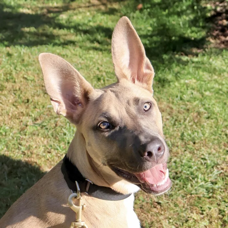 A young medium-sized female Yellow / Tan / Blond / Fawn Pit Bull Terrier dog named Belly for adoption in Briarcliff Manor, NY