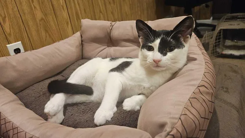 A baby medium-sized male Domestic Short Hair cat named Clyde for adoption in Milltown, NJ