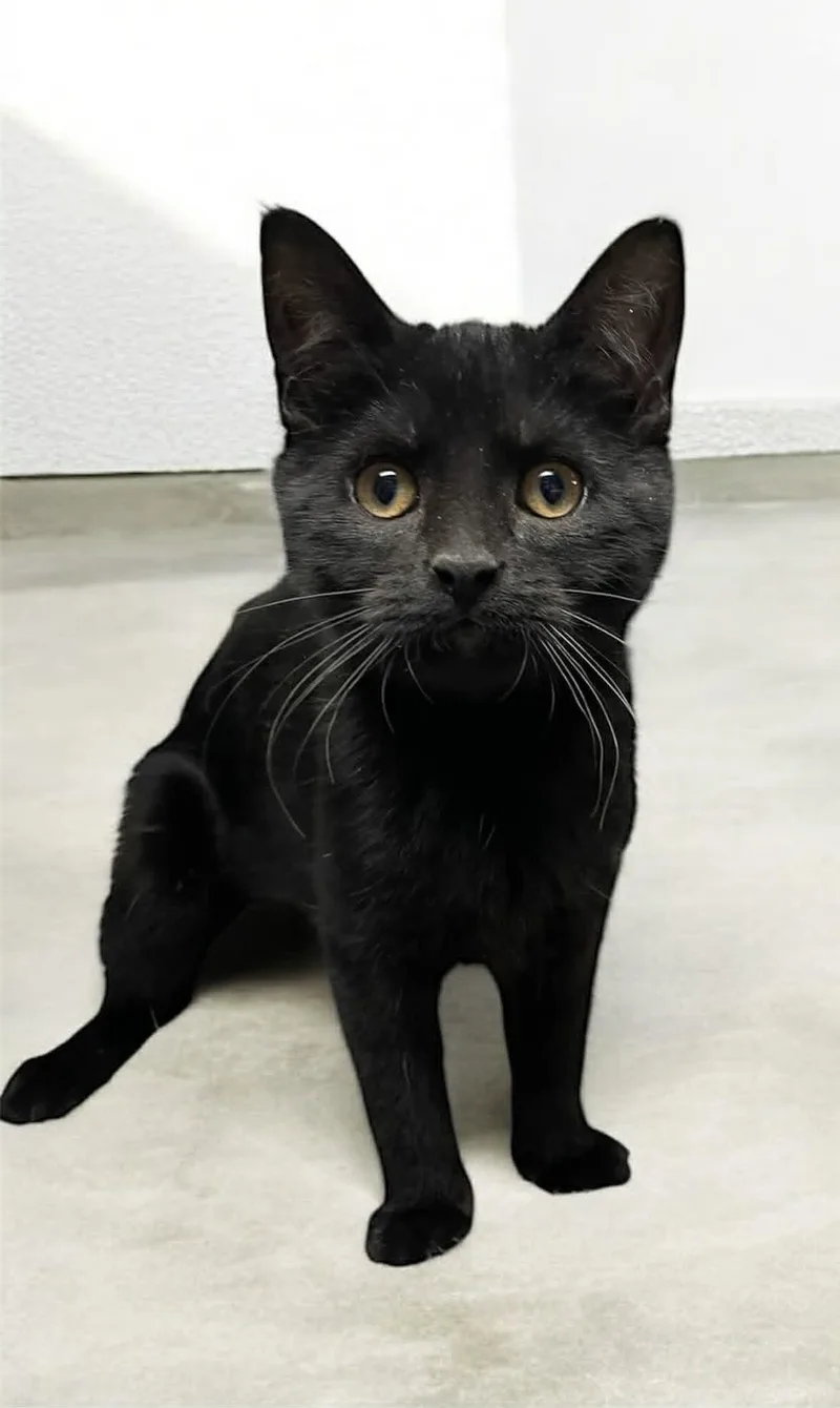 A baby medium-sized female Black Domestic Short Hair cat named Snowball for adoption in Gettysburg, PA
