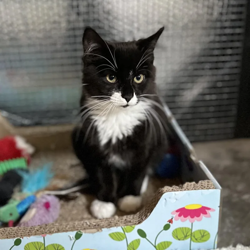 A baby small-sized male Black & White / Tuxedo Tuxedo cat named Sammy for adoption in Roscoe, NY