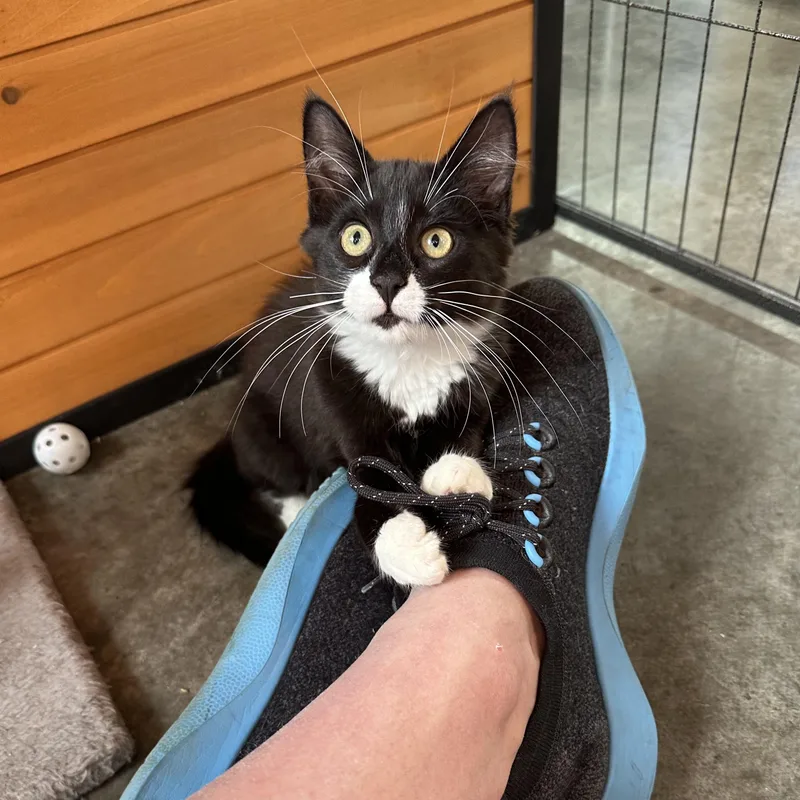 Sammy thumbnail 2