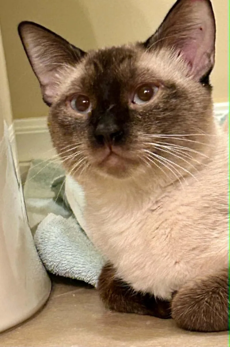 An adult medium-sized male Buff / Tan / Fawn Domestic Short Hair cat named Cosmo Coconino for adoption in Chandler, AZ