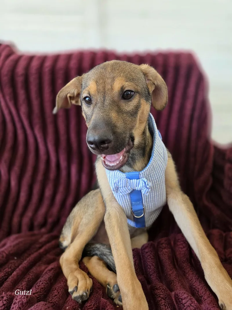 A baby medium-sized male Black Terrier dog named Billy Joel for adoption in Houston, TX