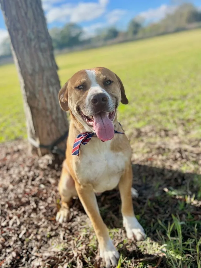 An adult large-sized male Staffordshire Bull Terrier dog named Bentley for adoption in Saint Francisville, LA