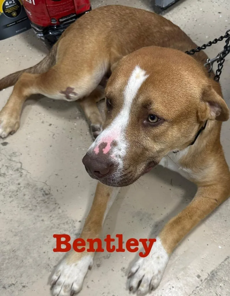Bentley thumbnail 6