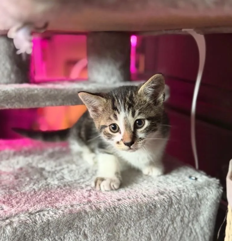 A young medium-sized male Tabby (Brown / Chocolate) Domestic Short Hair cat named Cyborg for adoption in North Babylon, NY