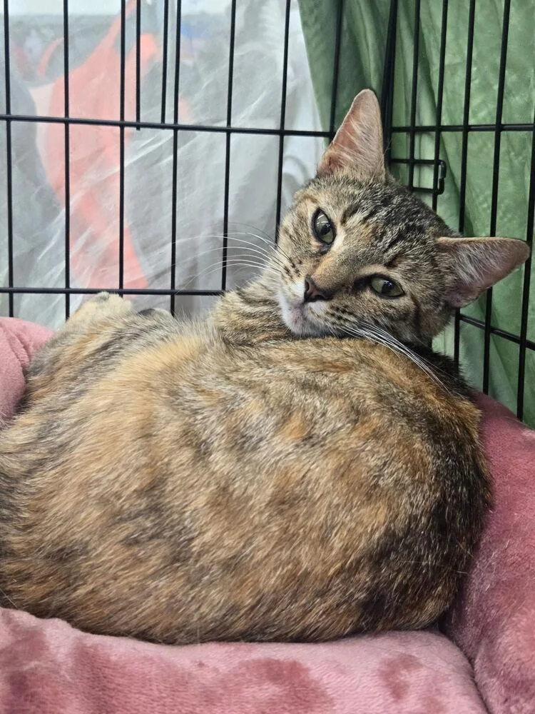 An adult medium-sized female Domestic Short Hair cat named Faputa for adoption in Dallas, TX