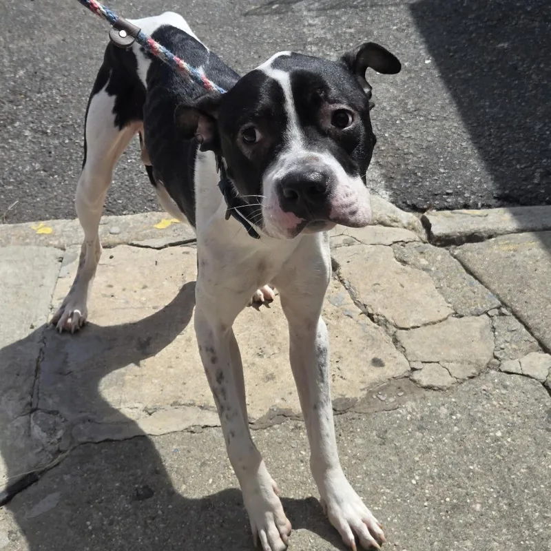 An adult medium-sized male Black Pit Bull Terrier dog named Ace for adoption in Newark, NJ