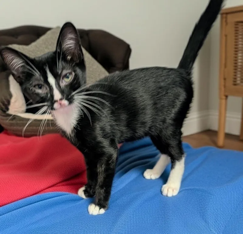 A baby small-sized male Domestic Short Hair cat named Shakespur for adoption in Fort Myers, FL