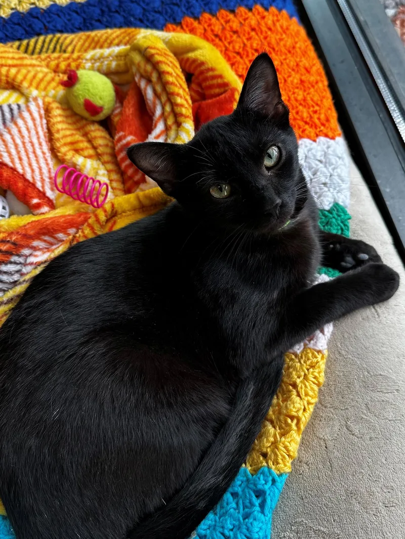 A young small-sized female Black Domestic Short Hair cat named Fajita for adoption in Lake Dallas, TX