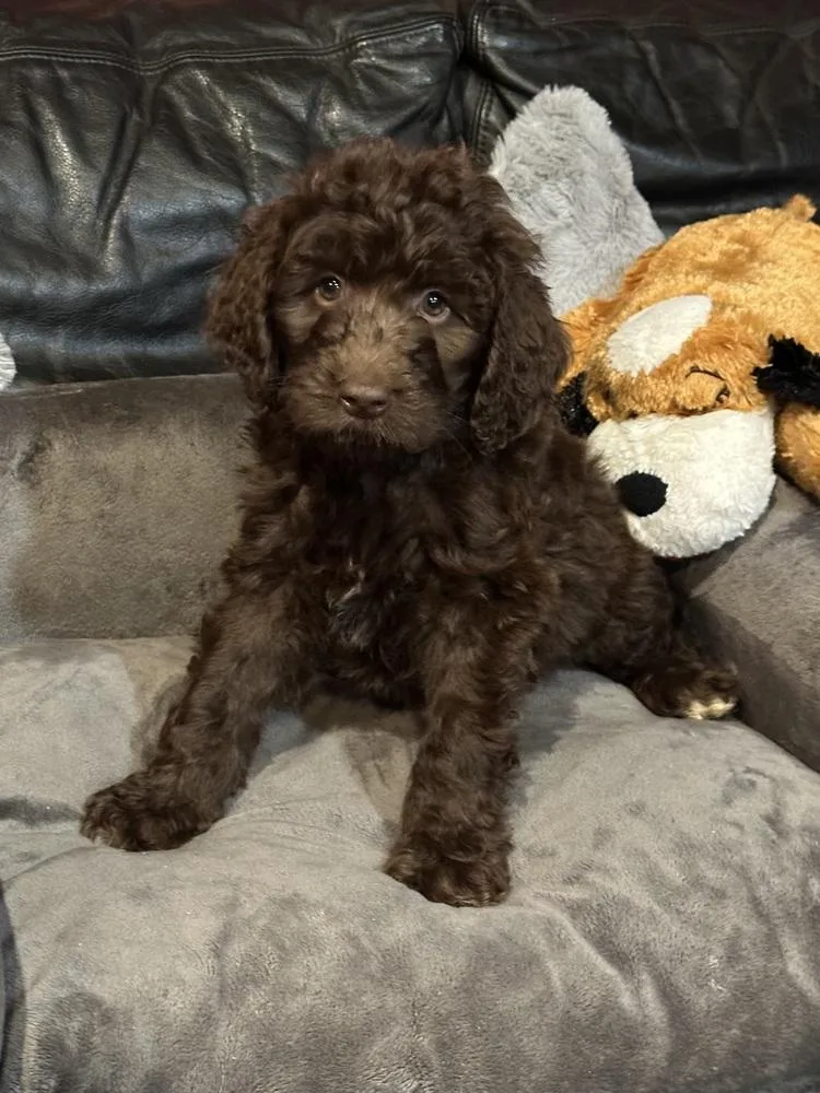 A baby large-sized male Brown / Chocolate Aussiedoodle dog named Willie for adoption in Milton, GA