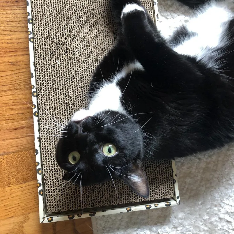 A senior large-sized male Black Domestic Short Hair cat named Alfie for adoption in Houston, TX
