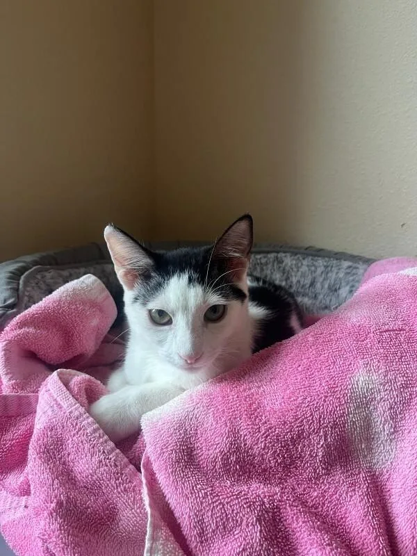 A young medium-sized male Black & White / Tuxedo Domestic Short Hair cat named Coke for adoption in Fort Collins, CO