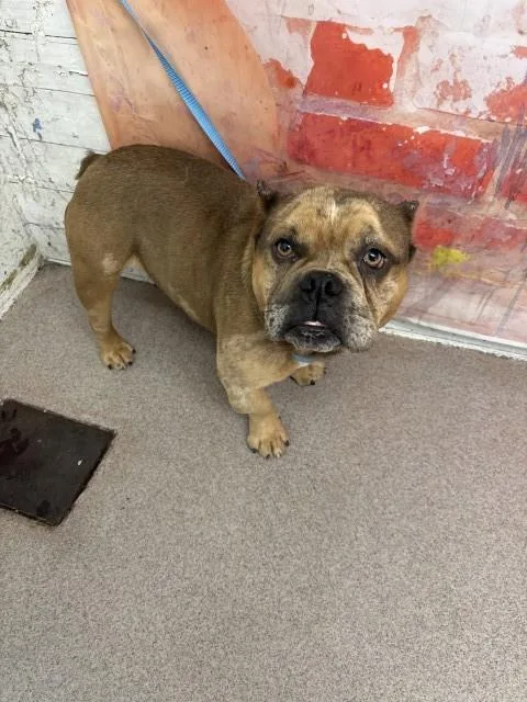 A young medium-sized male American Bulldog dog named Cash for adoption in San Bernardino, CA