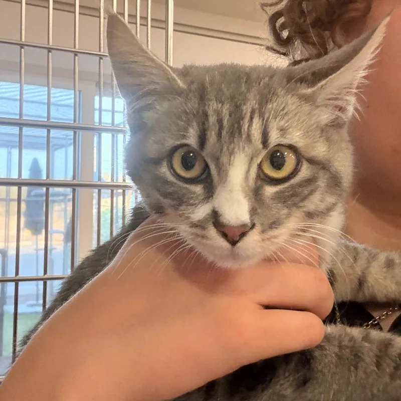 A baby small-sized female Brown / Chocolate Domestic Short Hair cat named Patty for adoption in Spokane, WA