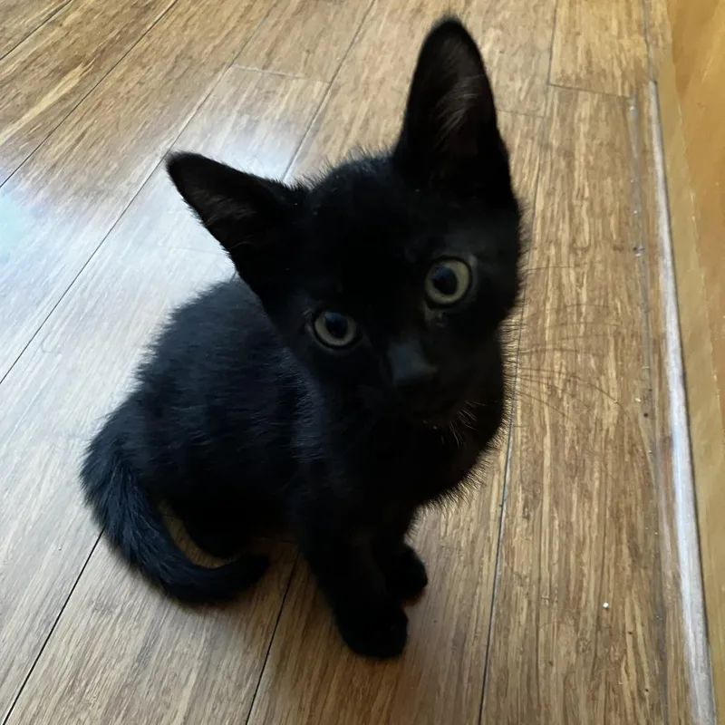 A baby small-sized male Domestic Short Hair cat named Risuru for adoption in Los Angeles, CA