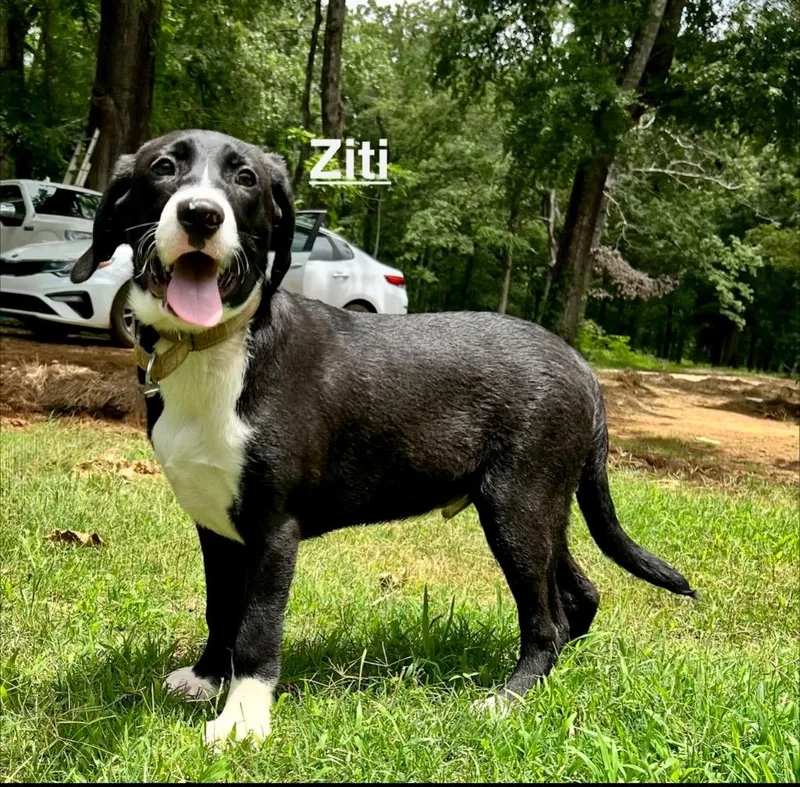 A baby large-sized male Beagle dog named Ziti for adoption in Princeton, MA