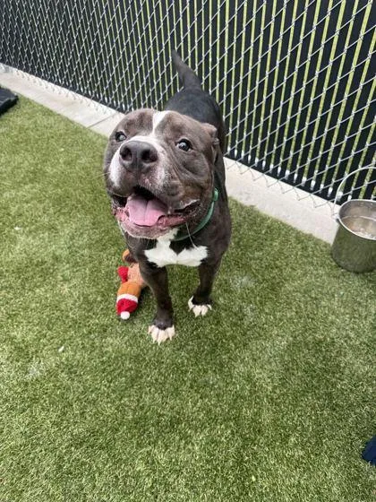 An adult large-sized male Mixed Breed dog named Gibbs for adoption in Lafayette, IN