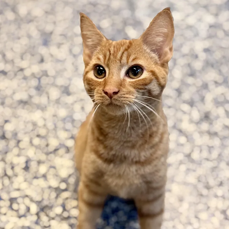 A young medium-sized male Tabby (Orange / Red) Domestic Short Hair cat named Cheetos for adoption in Jackson, NJ