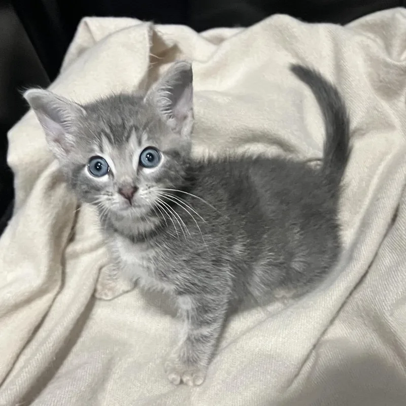A baby small-sized male Gray / Blue / Silver Domestic Short Hair cat named Cosmo for adoption in White, GA
