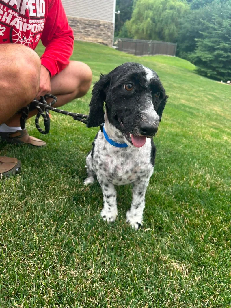 An adult medium-sized female Harlequin Australian Shepherd dog named Lana for adoption in Boardman, OH