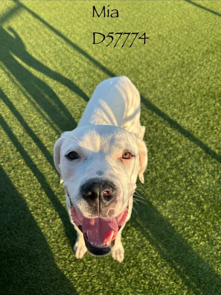 Mia