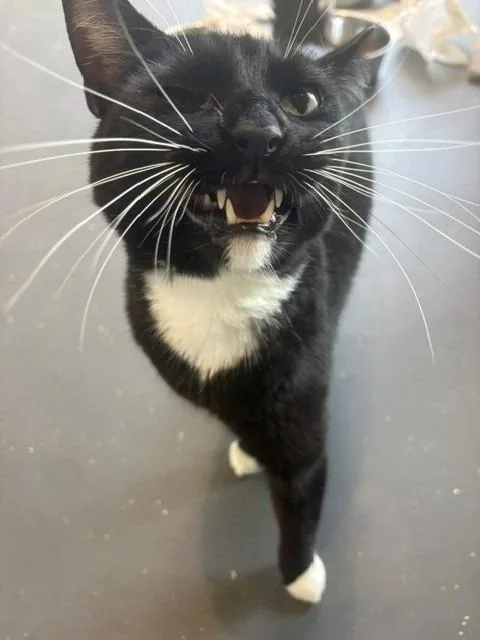 An adult small-sized male American Shorthair cat named Butterball for adoption in Ruston, LA