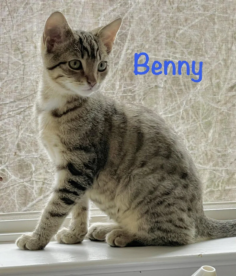 Benny thumbnail 2