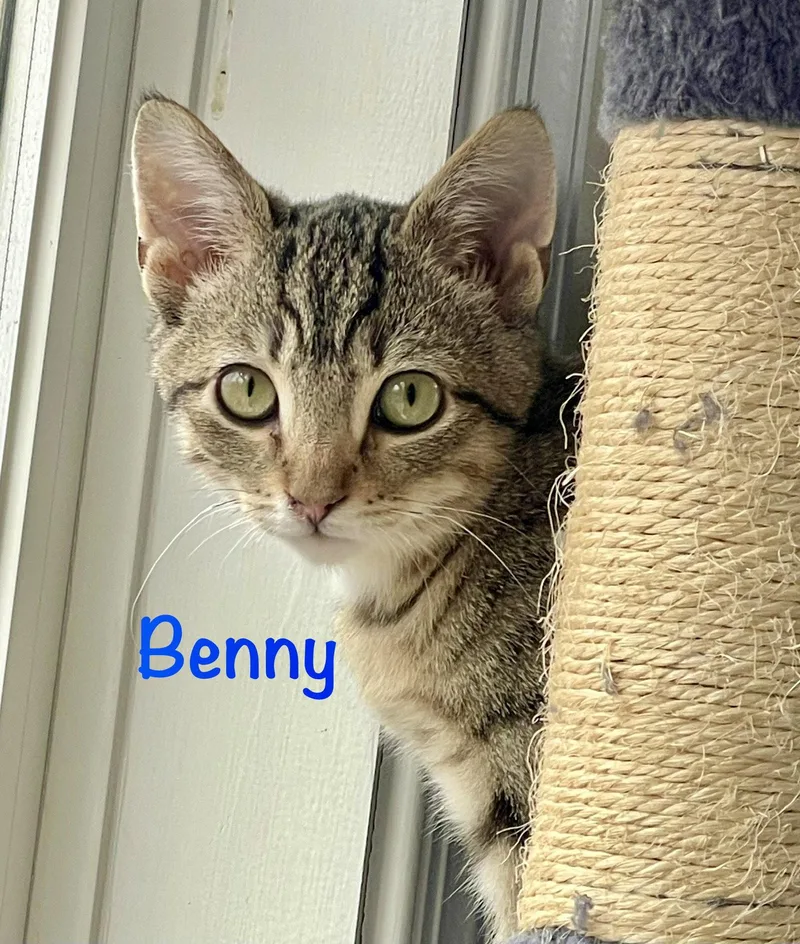 Benny thumbnail 3