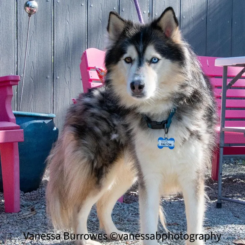 A young large-sized male Black Siberian Husky dog named Dalton for adoption in Wake Forest, NC