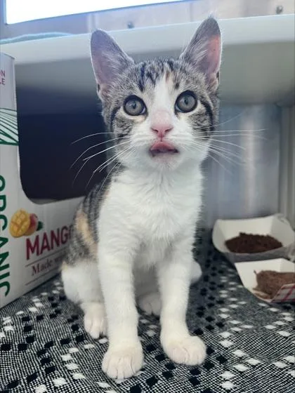 A baby small-sized female Domestic Short Hair cat named Pudding for adoption in Westland, MI