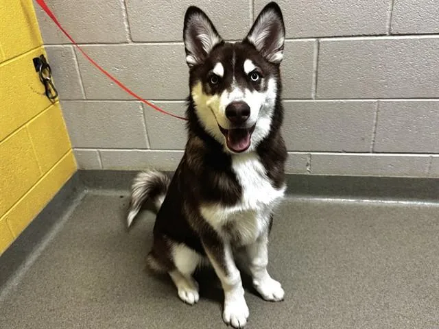 A young medium-sized male Siberian Husky dog named Riley for adoption in Colorado Springs, CO