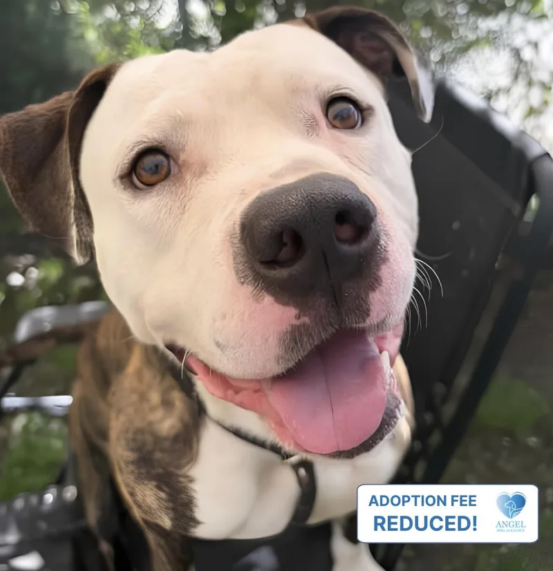 A young medium-sized male American Bulldog dog named Harrods for adoption in Naperville, IL