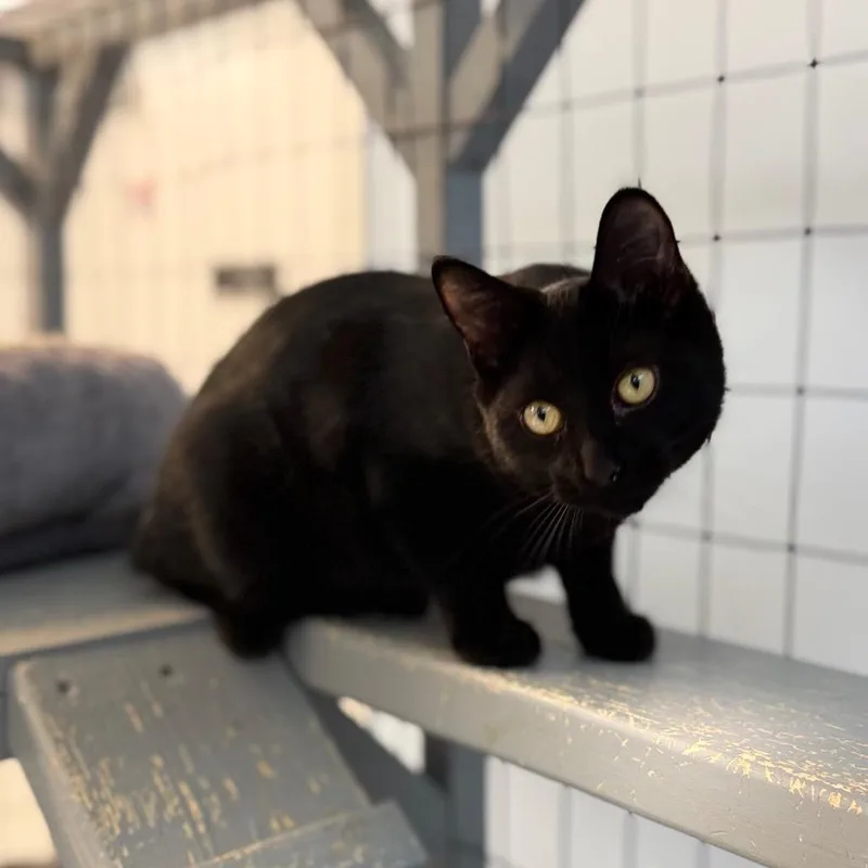 Wrigley&bagheera thumbnail 2