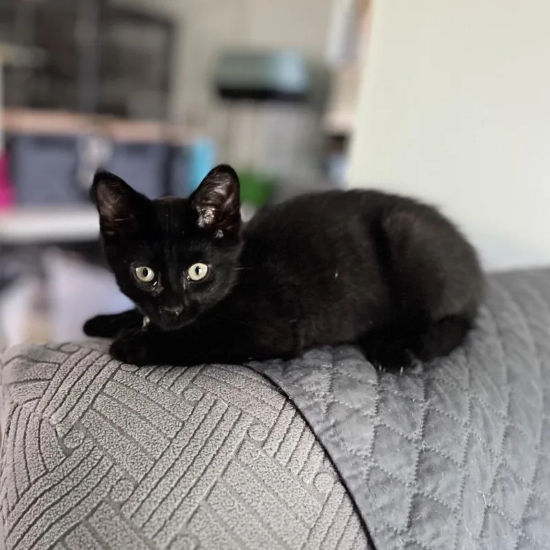 Wrigley&bagheera thumbnail 3