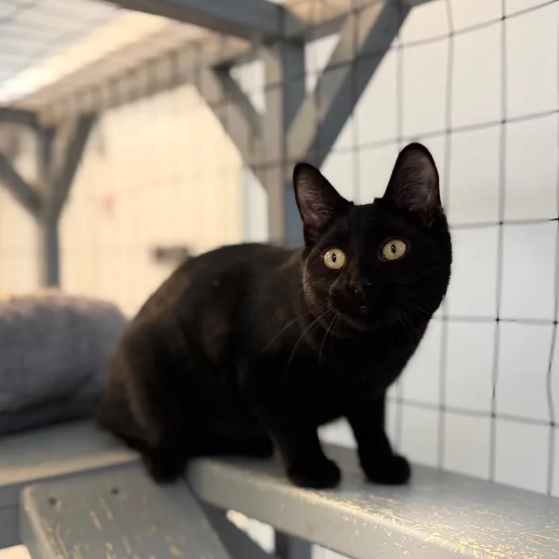 Wrigley&bagheera thumbnail 4