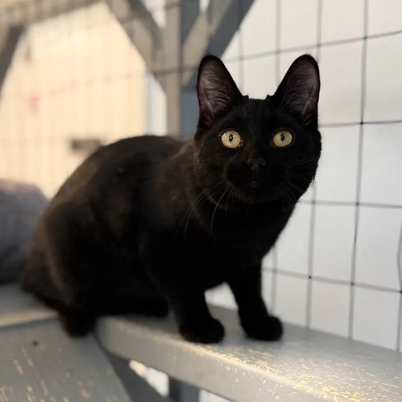 Wrigley&bagheera thumbnail 5