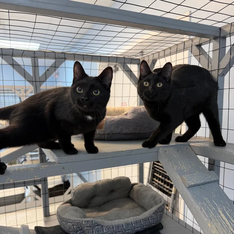 Wrigley&bagheera thumbnail 6