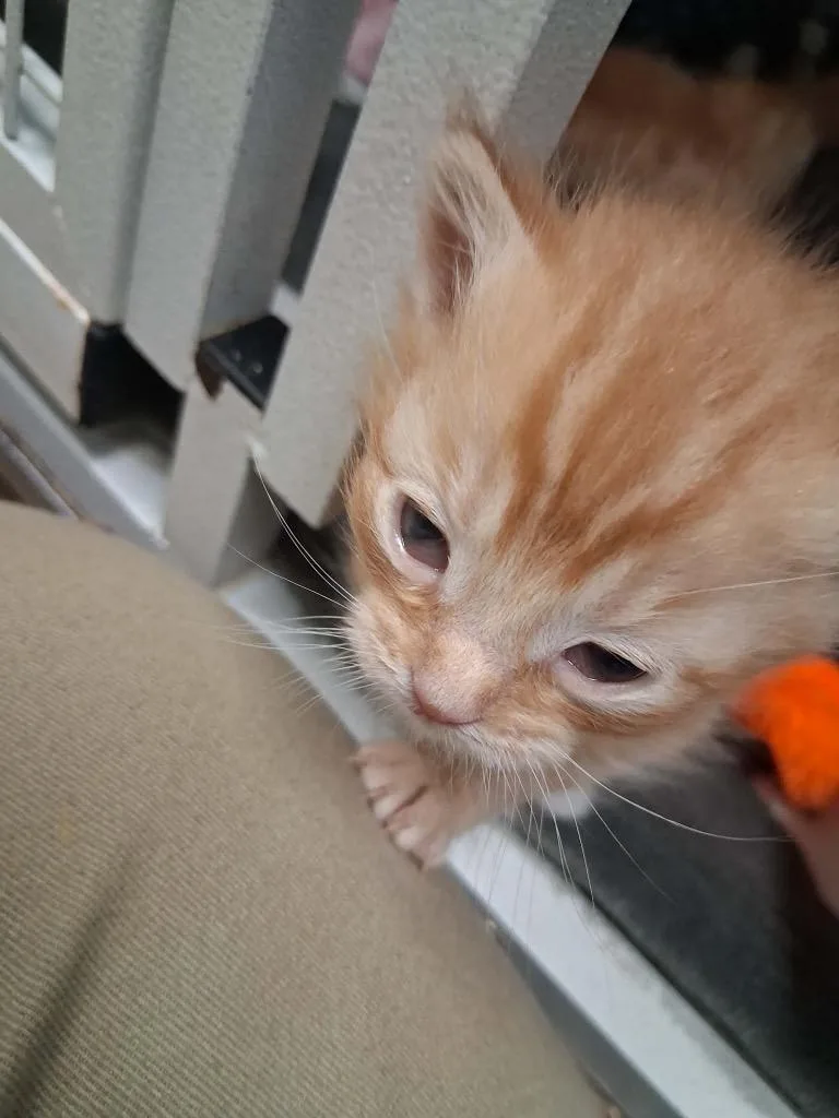 A baby small-sized male Domestic Short Hair cat named Macaroni for adoption in Waverly, NY
