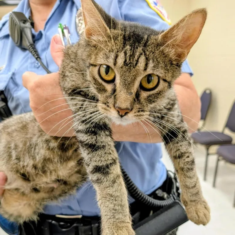 An adult small-sized female Gray / Blue / Silver Domestic Short Hair cat named Indy for adoption in CHANUTE, KS