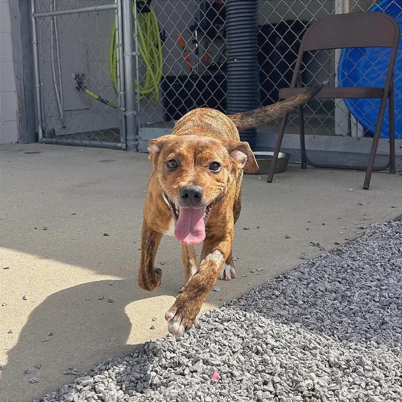 A baby medium-sized female Brindle Mixed Breed dog named Aspen for adoption in Hendersonville, NC