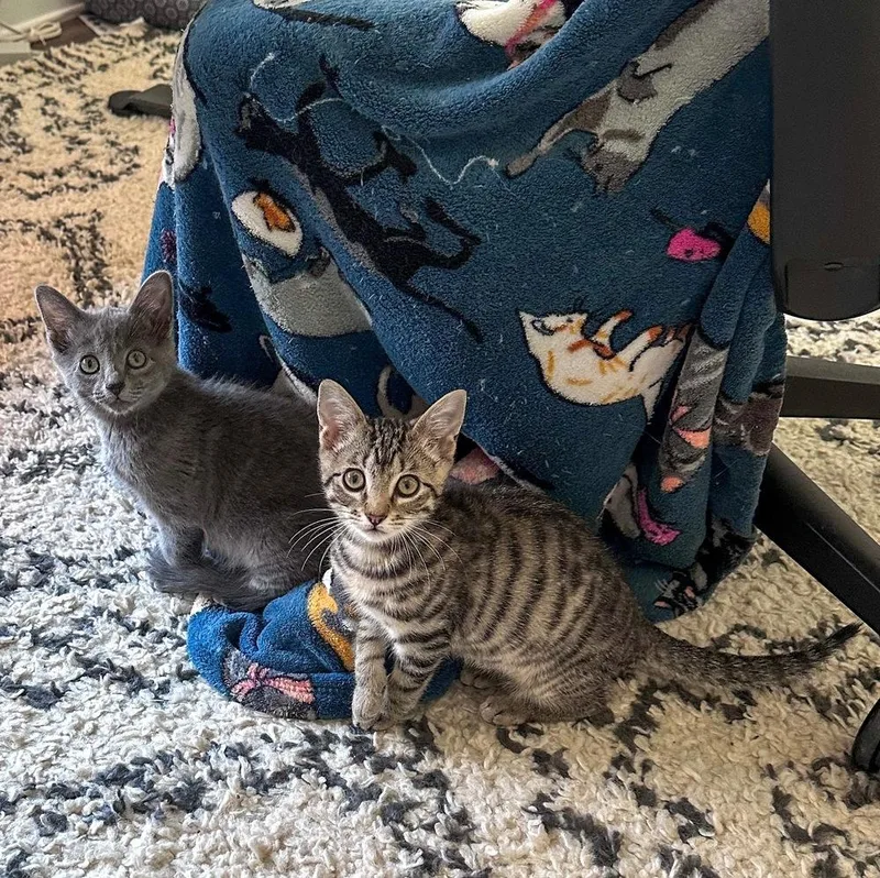 A baby small-sized male Domestic Short Hair cat named Squirrel Sc for adoption in Greenville, SC