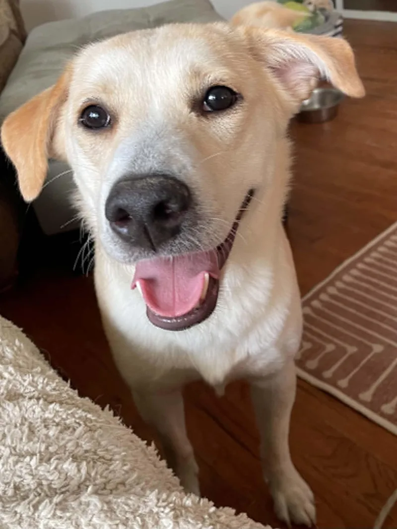 An adult medium-sized female Yellow / Tan / Blond / Fawn Yellow Labrador Retriever dog named Dottie for adoption in Overland Park, KS