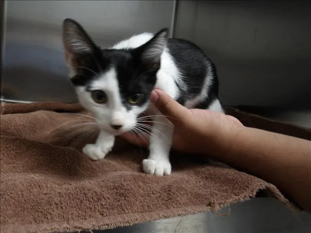 A baby medium-sized female Domestic Short Hair cat named Rubi for adoption in Los Angeles, CA