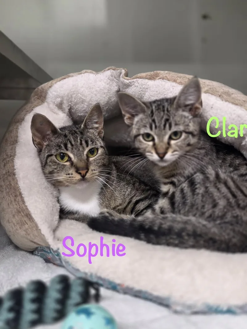 An adult medium-sized female Tabby cat named Sophie for adoption in Crescent City, CA