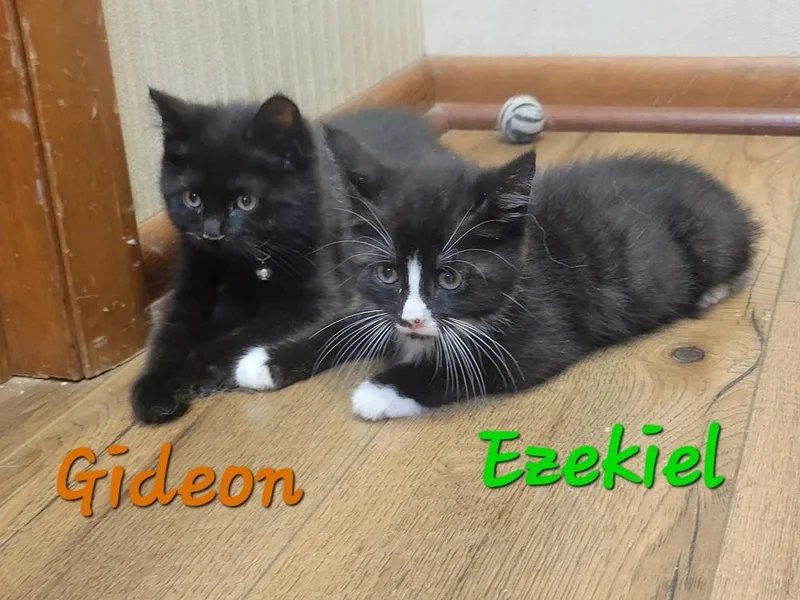 Ezekiel thumbnail 2