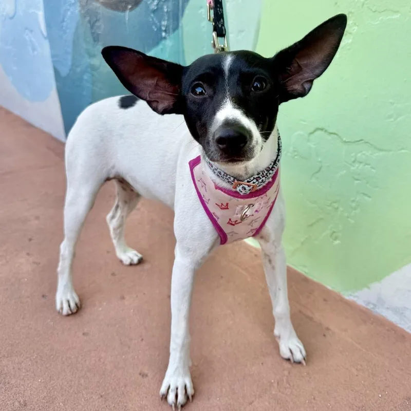 A young small-sized female White / Cream Jack Russell Terrier dog named Willow for adoption in Fort Lauderdale, FL
