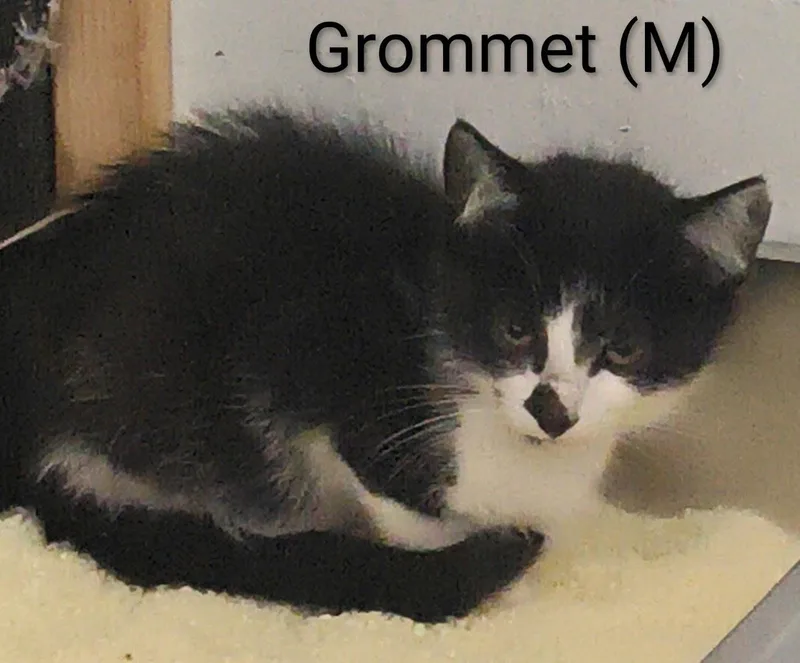 A baby medium-sized male Domestic Short Hair cat named Grommet for adoption in Saugerties, NY